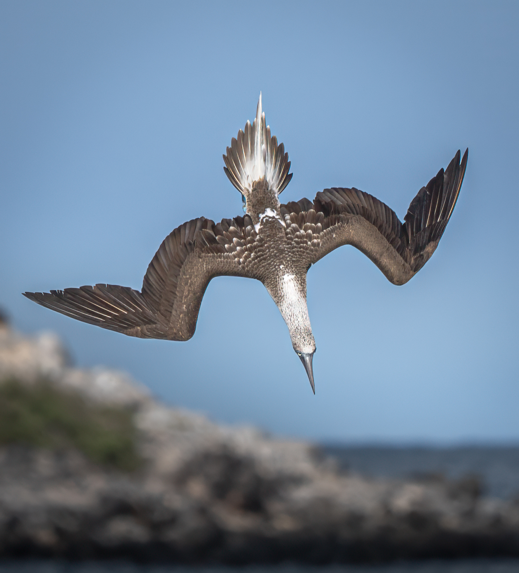 1st PrizeOpen Nature In Class 3 By Debbie Blair For Blue Footed Booby Dive NOV-2024.jpg